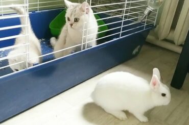Cats Betty and Coco evicted Neytiri bunny from her apartment 😂 So Funny