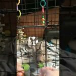 Cute Rabbits Eating Spinach (no sound)