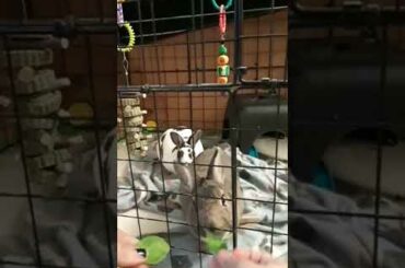 Cute Rabbits Eating Spinach (no sound)