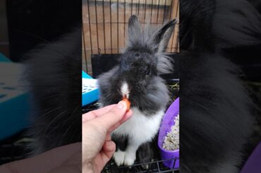 Adorable Bunny Eating Carrot