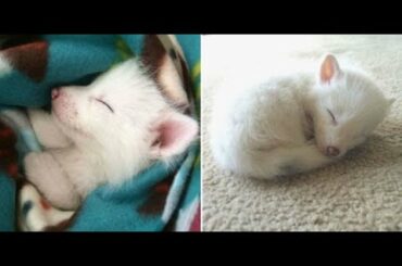 Cutest Baby Animals Videos Compilation Cute Moment of the Animals