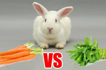 Rabbit Eating ASMR - Tropical​ VS Carrots​ bunny eat so cute