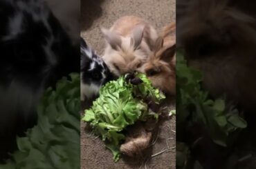 LIONHEAD RABBITS .....  |vlog #152|