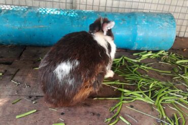 ទន្សាយ | Rabbit | Rabbits are eating vegetable - Rabbits Videos - Cutest Rabbits