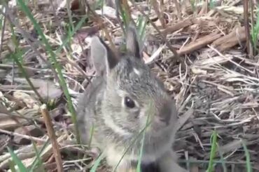 Baby Bunnies Easter 2014 - Bunny Fun - Cute