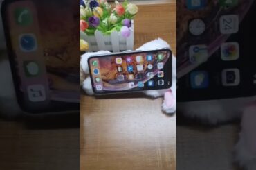 SHOWCASE - Cutest Fluffy Bunny phone case 🤩