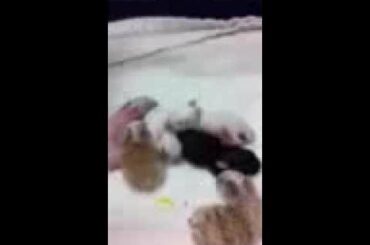 Baby bunnies born at the NHSPCA