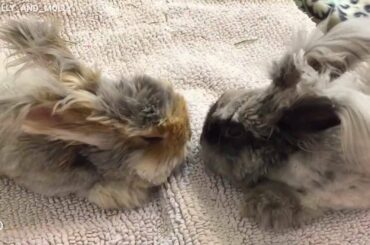 Wally the Rabbit's new GIRLFRIEND (cutest couple!)