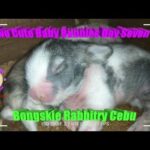 Two Cute Baby Bunnies Day Seven (DOB: Jan 30, 2020) - Bongskie Rabbitry Cebu - Bisdak Edition