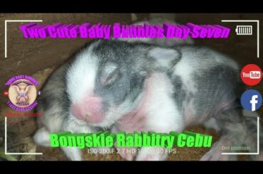 Two Cute Baby Bunnies Day Seven (DOB: Jan 30, 2020) - Bongskie Rabbitry Cebu - Bisdak Edition