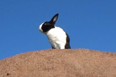 Rabbit - King of the Wild Frontier (Official Music Video Remix)