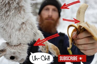 TRAPPING Furry RABBITS Using YELLOW BANANAS (So Crazy, It Works!!!)