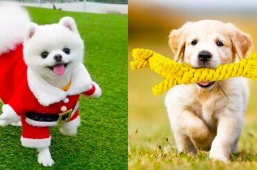 Baby Dogs - Cute and Funny Dog Videos Compilation #18 | Aww Animals