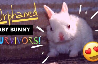 Orphaned Baby Bunny Survivors - SO CUTE