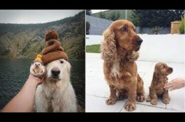 Cute baby animals Videos Compilation cute moment of the animals   Soo Cute! #25