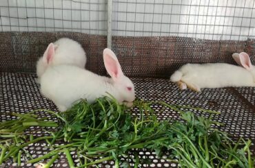 សត្វទន្សាយ - Rabbits - Rabbits Eating Vegetable - Rabbits Videos - Cute Rabbits