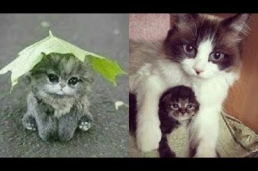 Cute baby animals Videos Compilation cute moment of the animals   Soo Cute! #17