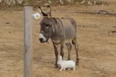 Rescue bunny absolutely adores his new donkey friends