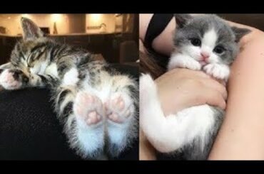 Cute baby animals Videos Compilation cute moment of the animals   Soo Cute! #18