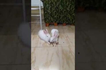 My cute rabbits HAPPY & HARSH😅