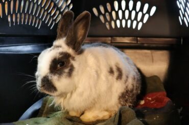 Bunny Update or The Bad Bunny