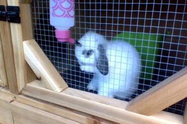 Cutest bunny ever cleans his face!