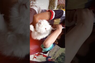Cute Rabbit... Animal Lovers Must Watch This...