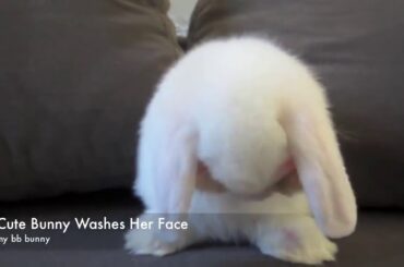 Cute bunny