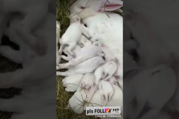Rabbit Cute Baby || Compliation || Tik Tok