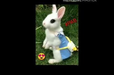 Cutest Black Eye Rabbit With prettiest dress😍