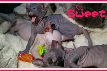 🐾Baby Kittens Sleeping and Dreaming|Cute and Relaxing