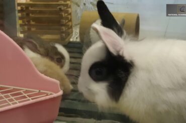 National Channel Official |  Rabbit - Funny And Cute Bunny