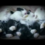 Rabbits Sleeping Compilations-Baby bunnies Sleeping