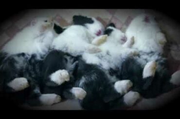 Rabbits Sleeping Compilations-Baby bunnies Sleeping