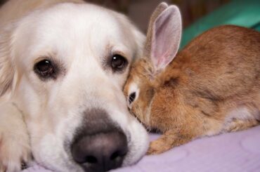 Rabbit Shows Dog His Love