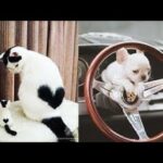 Cute baby animals Videos Compilation cute moment of the animals   Soo Cute! #6