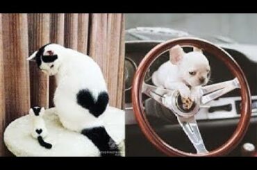 Cute baby animals Videos Compilation cute moment of the animals   Soo Cute! #6