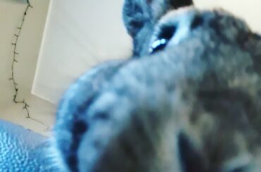 Cute Bunny Spins for Blueberry | 30 Seconds of Happiness