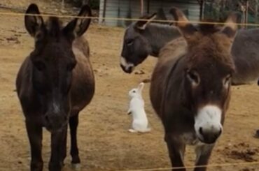Rescue bunny says good morning to his donkey friends