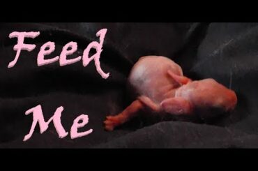 Stella Feeds Her Day Old Babies