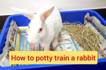 How to potty train rabbit easily. #littertrain #pottytrain #rabbit #bunny #cute