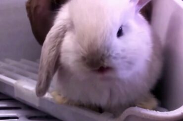 Cute Bunnies (Trap Song)