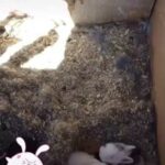 Showing my little baby Bunnies