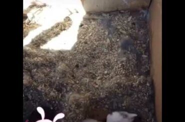 Showing my little baby Bunnies