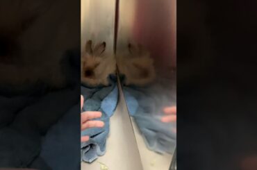 That bunny is so cute