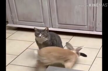 Rabbit cutest moment with dog