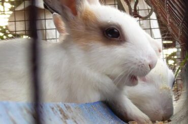 Baby Bunny Rabbits - Beautiful Kharagosh video / MURGI WORLD