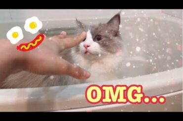 GUESS WHO? FOOTPRINTS💕🐾BAE? BUNNY? 誰の足跡だにゃ？猫？恋人？うさぎ？🐱【Ragdoll cats】【adorable cute animals】