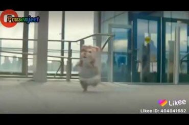 Jyada tu umeed mat rakh soniya#cute#cute rabbit