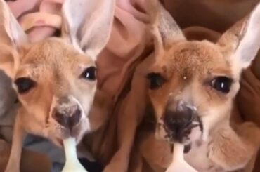 2 Baby Kangaroos